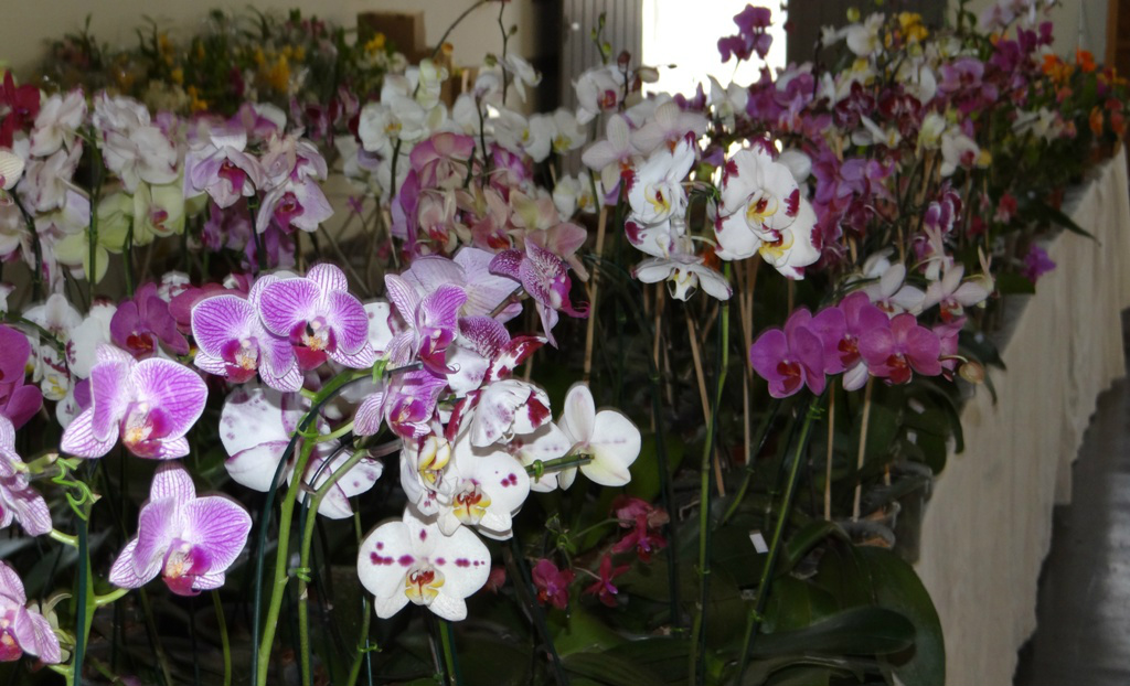 Exposição de Orquídeas vai até sábado em Três Lagoas Exposição de Orquídeas vai até sábado em Três Lagoas