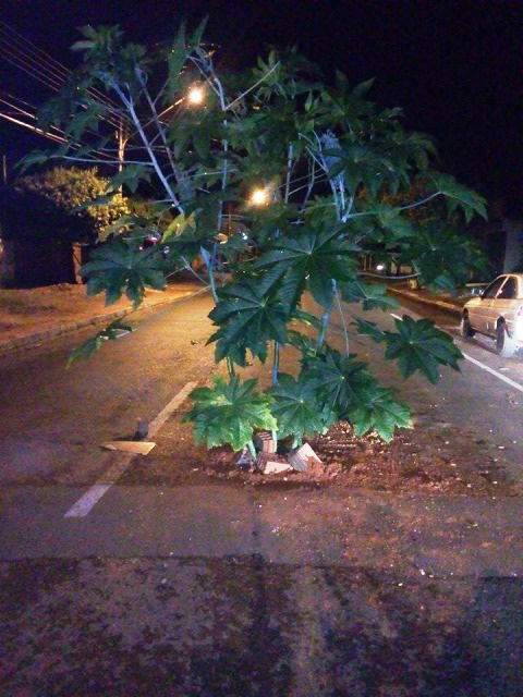 “Pé de mamona” é colocado em buraco sinalizado com “tanquinho”