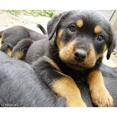 Homem pula muro de residência e furta filhote de Rottweiler Homem pula muro de residência e furta filhote de Rottweiler