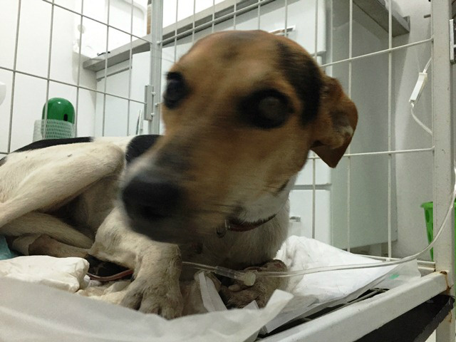 Cão atropelado deve receber alta médica ainda neste sábado 