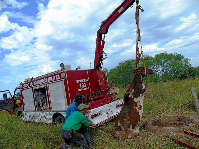 Vaca cai em fossa de 5 metros e é resgatada por bombeiros de Três Lagoas Vaca cai em fossa de 5 metros e é resgatada por bombeiros de Três Lagoas