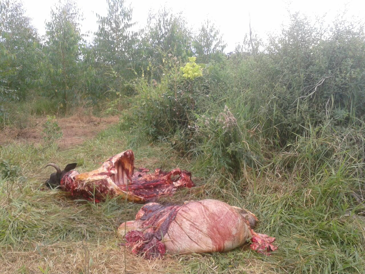 Vaca leiteira é abatida com dois tiros; animal é descarnado ao lado de estrada 