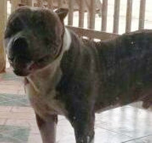 Dono de pit bull desaparecido oferece recompensa 