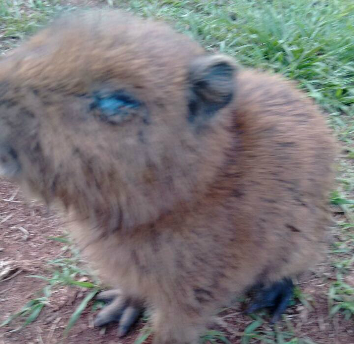 Autoridades omitem socorro a filhote de capivara; população fica revoltada com o descaso Autoridades omitem socorro a filhote de capivara; população fica revoltada com o descaso