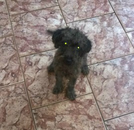Neguinho fugiu de casa e sua dona está desesperada Neguinho fugiu de casa e sua dona está desesperada