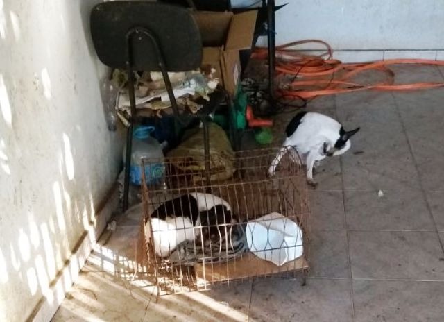 Veterinária de Três Lagoas pode ser indiciada por maus-tratos a animais. Veja vídeo Veterinária de Três Lagoas pode ser indiciada por maus-tratos a animais. Veja vídeo