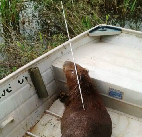 Capivara é morta com arpão na Lagoa Maior; bombeiros fizeram o resgate Capivara é morta com arpão na Lagoa Maior; bombeiros fizeram o resgate