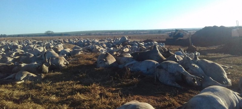Contaminação de comida por botulismo mata rebanho de 1,1 mil cabeças em Água Clara