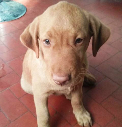 Labrador é furtado de residência no Interlagos durante a madrugada Labrador é furtado de residência no Interlagos durante a madrugada