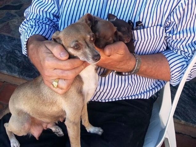 Cachorros de estimação do Prefeito Ângelo Guerreiro estão desaparecidos Cachorros de estimação do Prefeito Ângelo Guerreiro estão desaparecidos