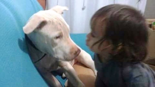 Cachorro de estimação de criança desaparece deixando a garotinha desolada Cachorro de estimação de criança desaparece deixando a garotinha desolada
