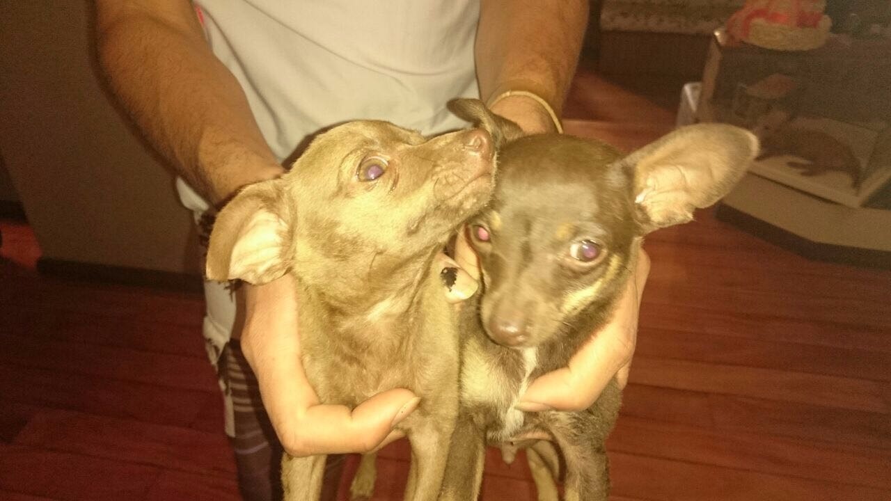Cães de estimação do prefeito Angelo Guerreiro são deixados na porta de sua casa Cães de estimação do prefeito Angelo Guerreiro são deixados na porta de sua casa