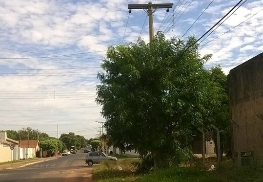 Denúncia: Árvore na rede elétrica causa riscos de curto circuito Denúncia: Árvore na rede elétrica causa riscos de curto circuito