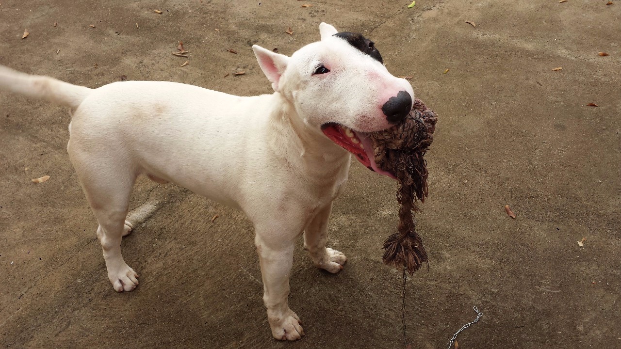 Cachorro esta desaparecido desde terça-feira (15)