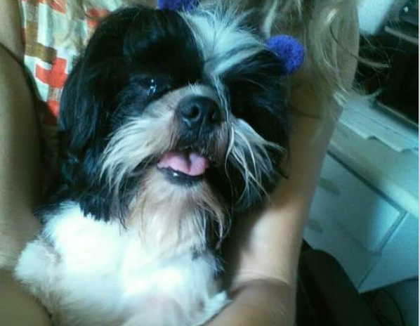 “Tetéia” está desaparecida e dona oferece recompensa de R$ 300,00