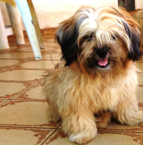 Dono de Lhasa Apso desaparecida oferece recompensa 
