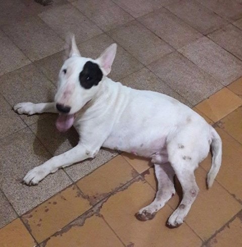 Cachorro desaparecido é localizado na Vila Haro Cachorro desaparecido é localizado na Vila Haro