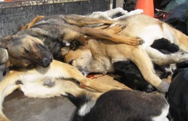 Justiça mantém condenação de prefeitura por matança de animais