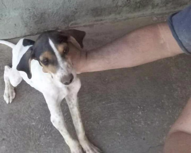 Cachorro é encontrado amarrado dentro de saco em Três Lagoas