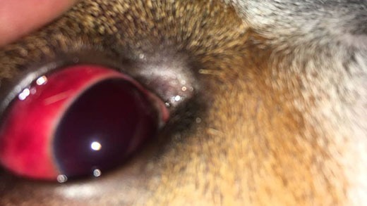 Agressor de cão é condenado a 11 meses de prisão