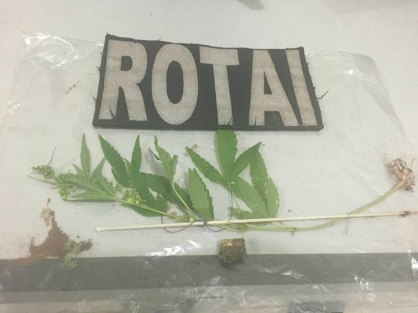 Pé de maconha é encontrado em residência de Três Lagoas