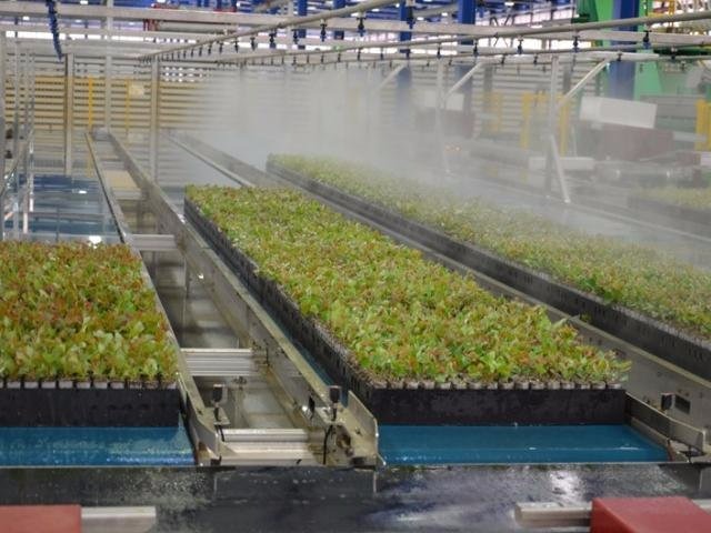 Papel: produto milenar tem em Três Lagoas o centro produtor mundial