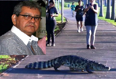 Jornalista que registrou jacaré na pista de saúde fala sobre o flagrante Jornalista que registrou jacaré na pista de saúde fala sobre o flagrante