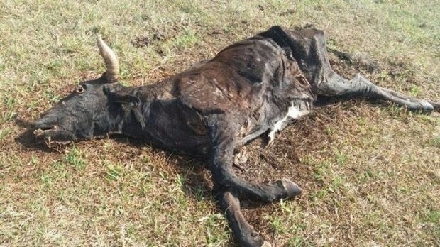 Moradores em Três Lagoas encontram gado morrendo de fome e sede