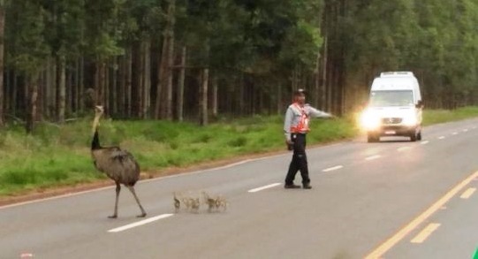 Ema e filhotes são flagradas atravessando estrada que dá acesso a Fibria