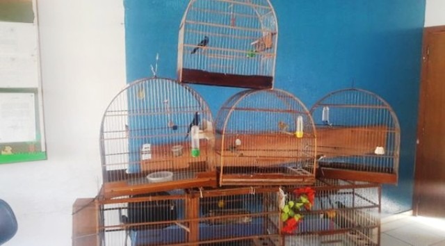 Idoso é multado em R$ 13 mil por manter aves em cativeiro ilegalmente