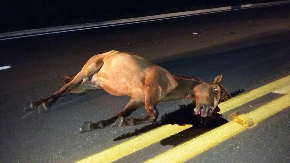 Van bate em cavalo na BR-158; animal morreu na hora 