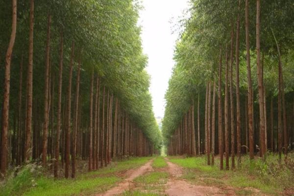 Eldorado e Fibria reajustam preço da celulose em dezembro