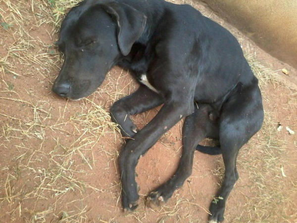 Moradora do Santa Rita procura por dono de cachorro desaparecido 