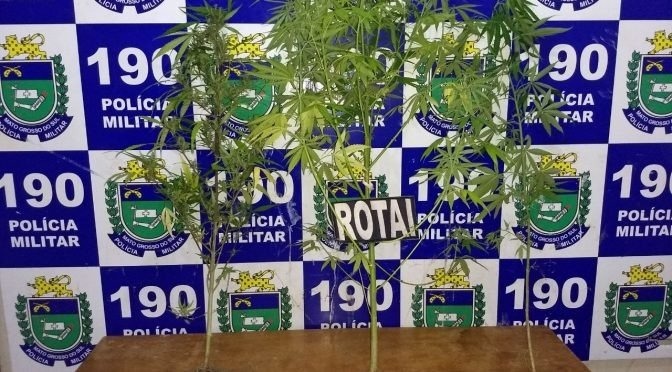Casal é preso e declara que cultiva maconha para fins medicinais 