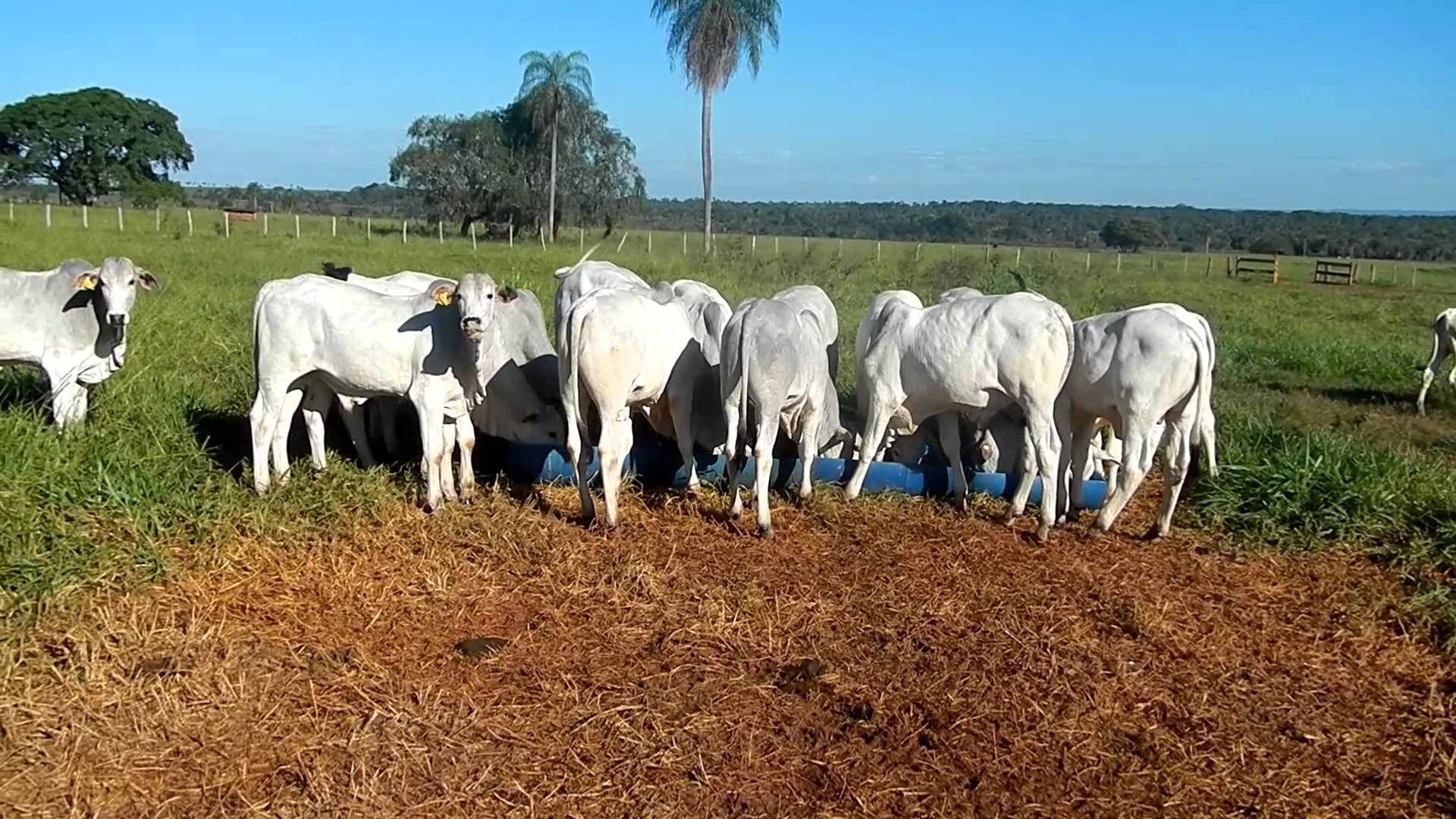 Ladrões roubam gado e jogam pecuarista amordaçado em buraco Ladrões roubam gado e jogam pecuarista amordaçado em buraco
