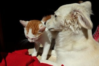 Saúde de Três Lagoas intensifica campanha da posse responsável de cães e gatos