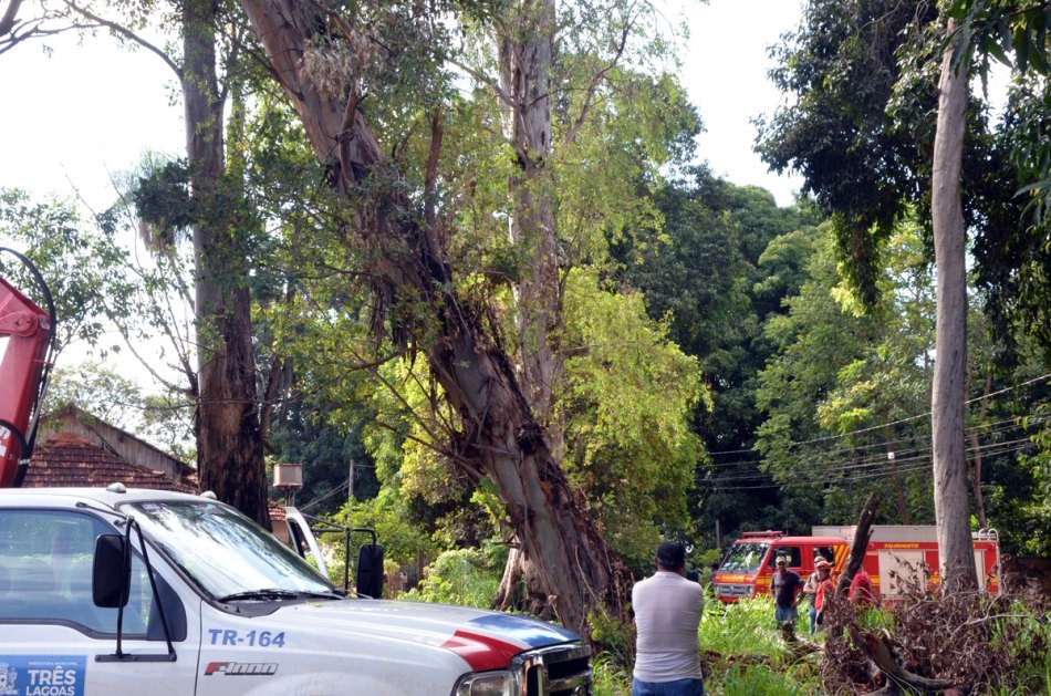 Secretaria de Meio Ambiente e Corpo de Bombeiros iniciam retirada de eucaliptos do Bosque da NOB