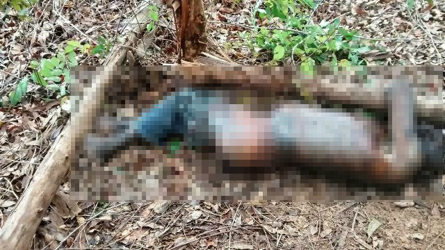 Homem é encontrado morto abraçado em árvore próximo a indústria de celulose Homem é encontrado morto abraçado em árvore próximo a indústria de celulose