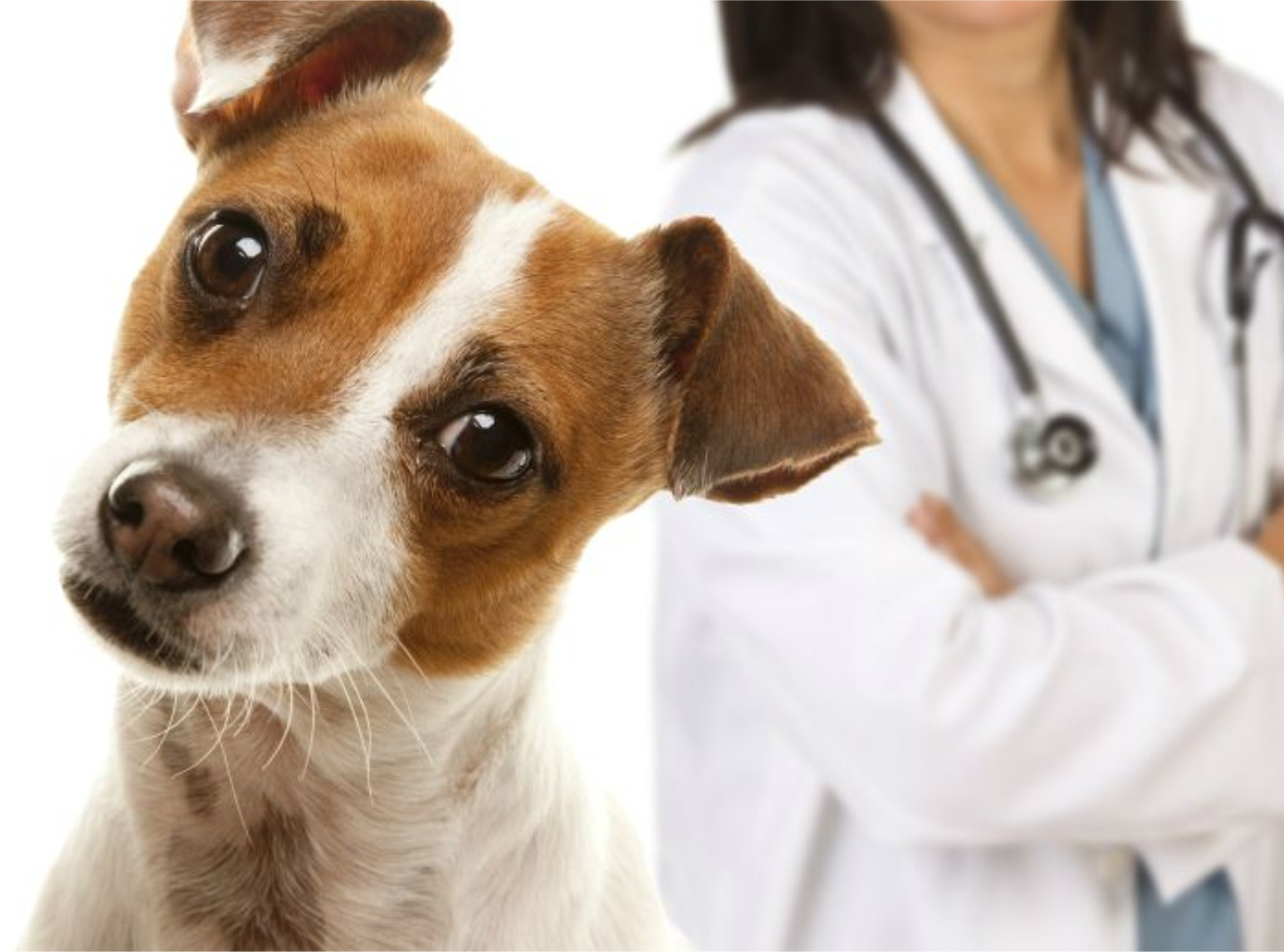 AEMS de Três Lagoas conquista curso de Medicina Veterinária