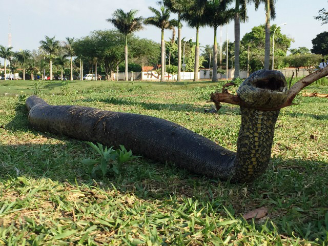 Sucuri de 3 metros é morta na orla da Lagoa Maior em Três Lagoas 