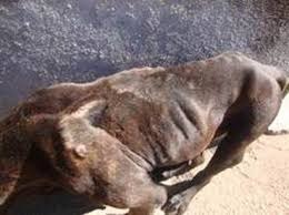 Jovem de 19 anos é autuado por maus tratos contra um cão da raça Pit bull