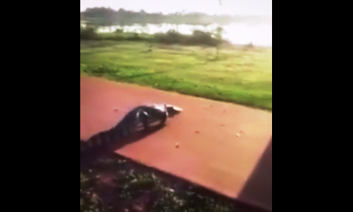 Vídeo de jacaré atravessando a pista de saúde é gravado neste sábado Vídeo de jacaré atravessando a pista de saúde é gravado neste sábado