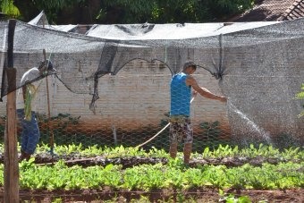 Horta do Centro POP será melhorada com o Projeto Natureza e Corpo