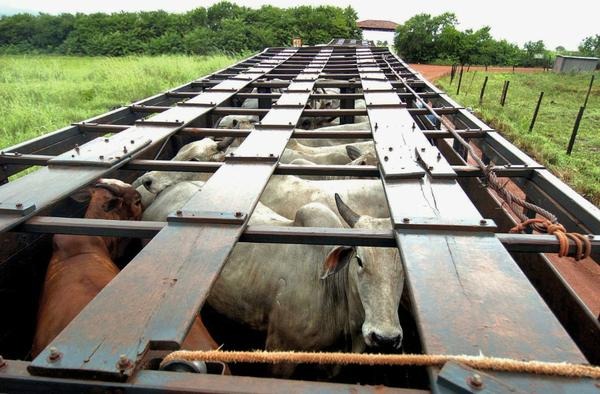 Gado roubado que seria revendido em Três Lagoas é apreendido pela PM