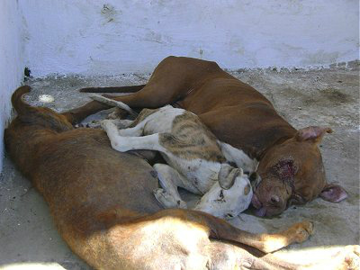 Prefeitura descumpre decisão e permanece matando animais saudáveis no CCZ de Três Lagoas