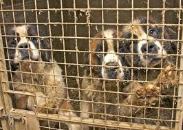 Três Lagoas tem primeira condenação por matança de animais no Brasil