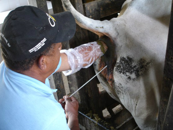 Curso de Inseminação Artificial será oferecido na fazenda Jaó