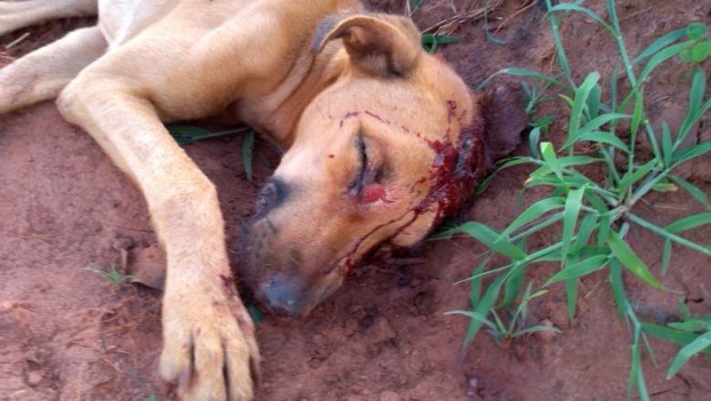 Homem embriagado tenta matar cão com golpes de enxada