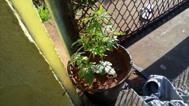 Pé de maconha, drogas, celulares e acessórios são apreendidos na PSM durante operação