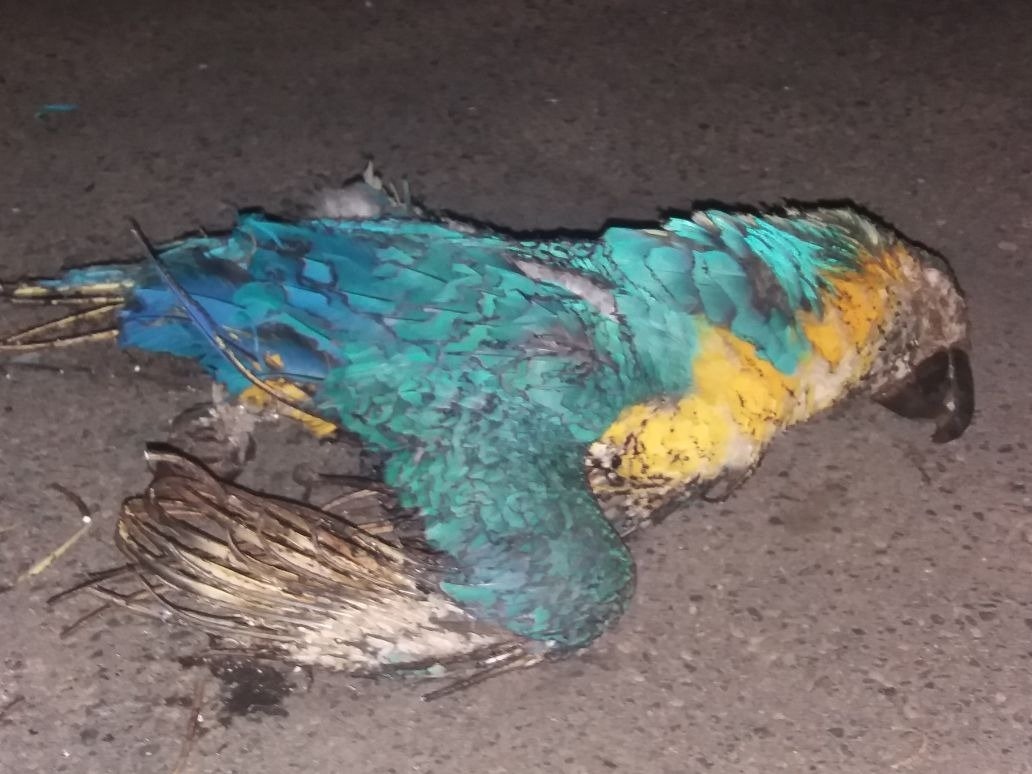 Arara-Canindé bate em fio de alta tensão e é eletrocutada no bairro Interlagos Arara-Canindé bate em fio de alta tensão e é eletrocutada no bairro Interlagos